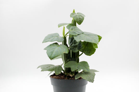 Cissus quadrangularis