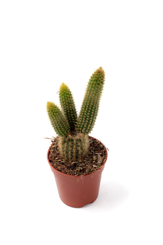 Cleistocactus Winteri Golden rat tail