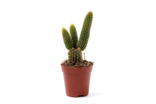 Cleistocactus Winteri Golden rat tail