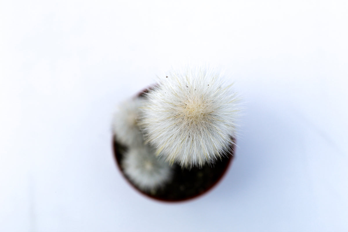 Cleistocactus Strausii
