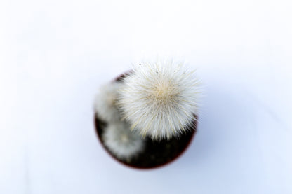 Cleistocactus Strausii