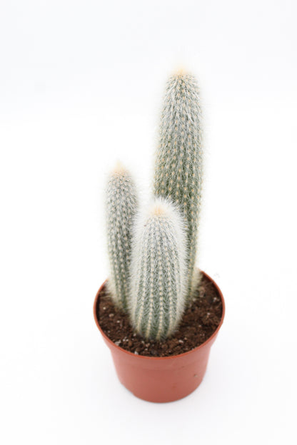 Cleistocactus Strausii