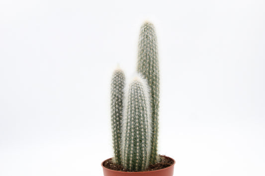 Cleistocactus Strausii