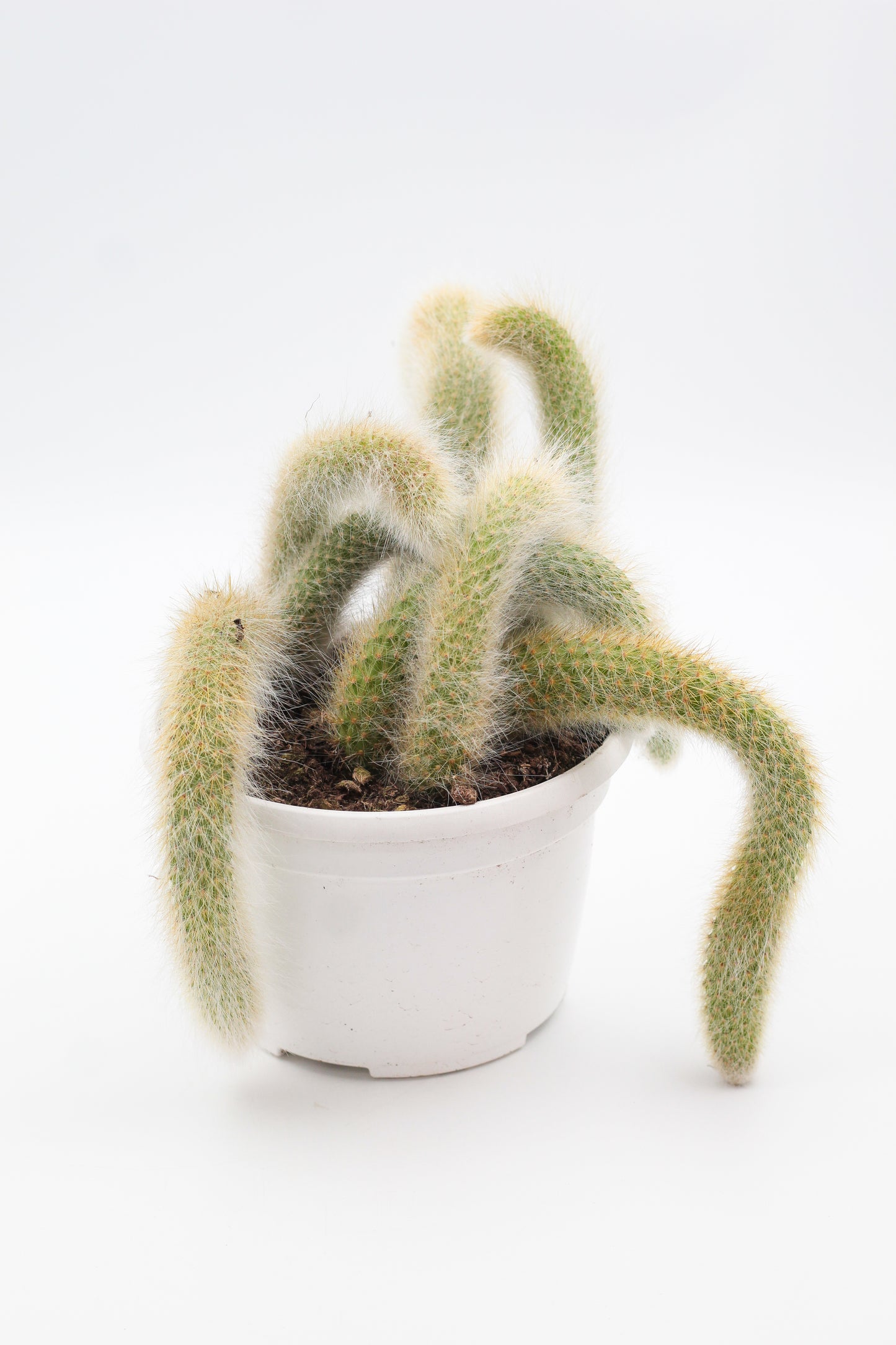 Cleistocactus winteri subs. colademononis "apenstaart cactus" groot
