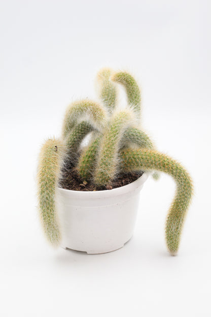 Cleistocactus winteri subs. colademononis "apenstaart cactus" groot