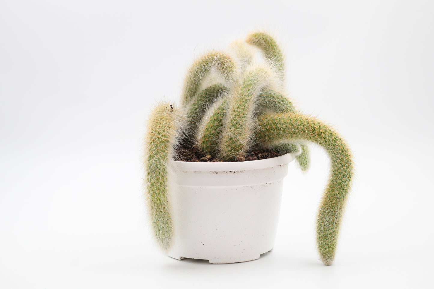 Cleistocactus winteri subs. colademononis "apenstaart cactus" groot
