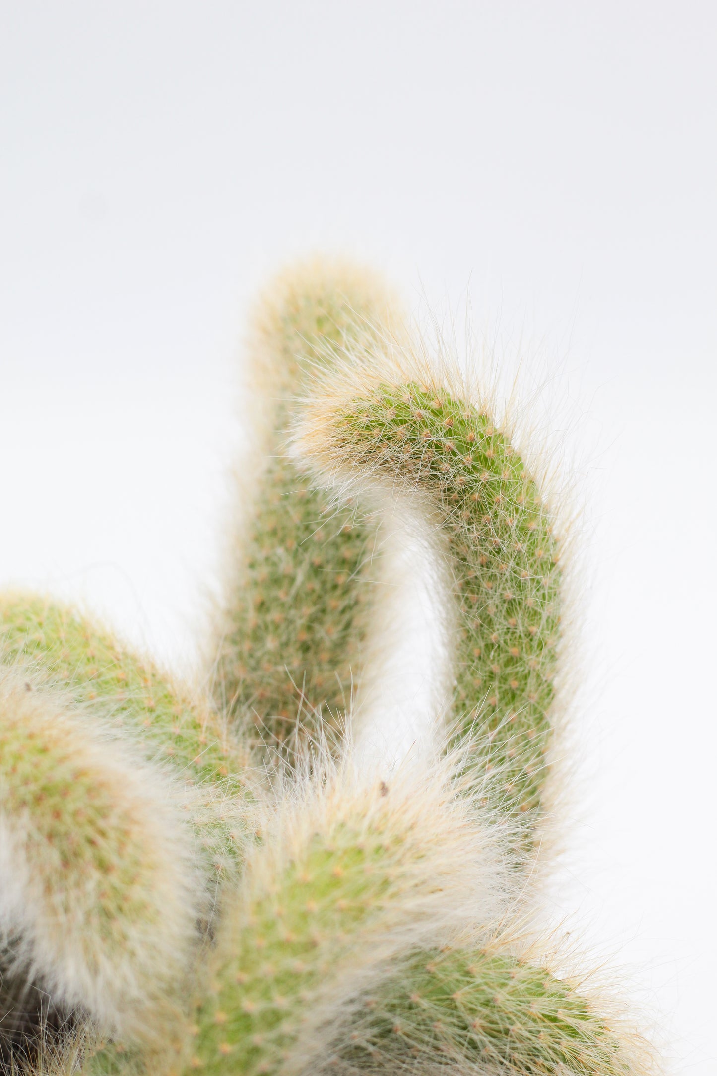 Cleistocactus winteri subs. colademononis "apenstaart cactus" groot