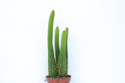Cleistocactus samaipatanus