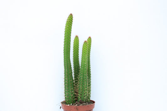 Cleistocactus samaipatanus