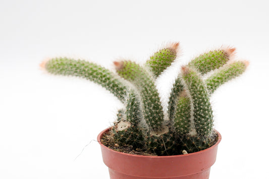 Cleistocactus winteri subs. colademononis "apenstaart cactus"