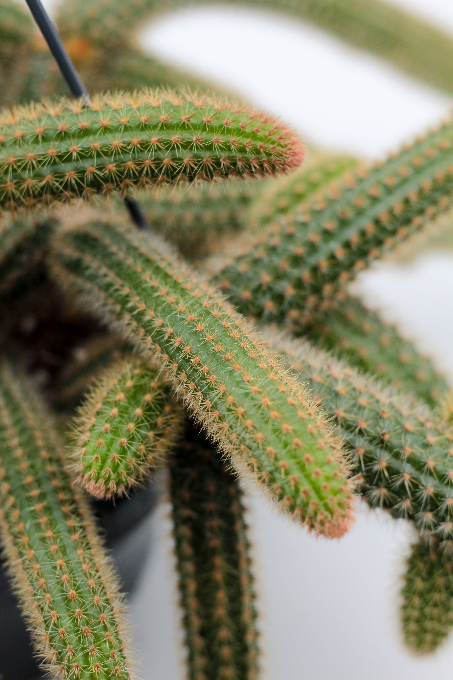 Cleistocactus cv. Helm Nueve