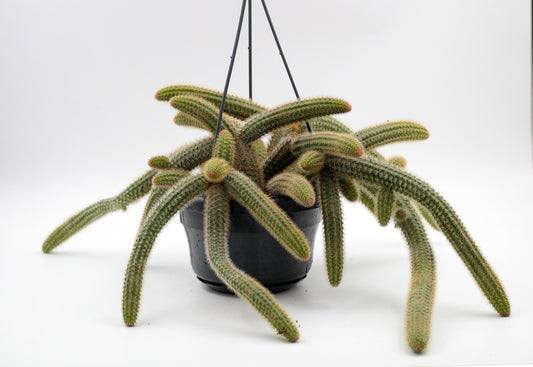 Cleistocactus cv. Helm Nueve