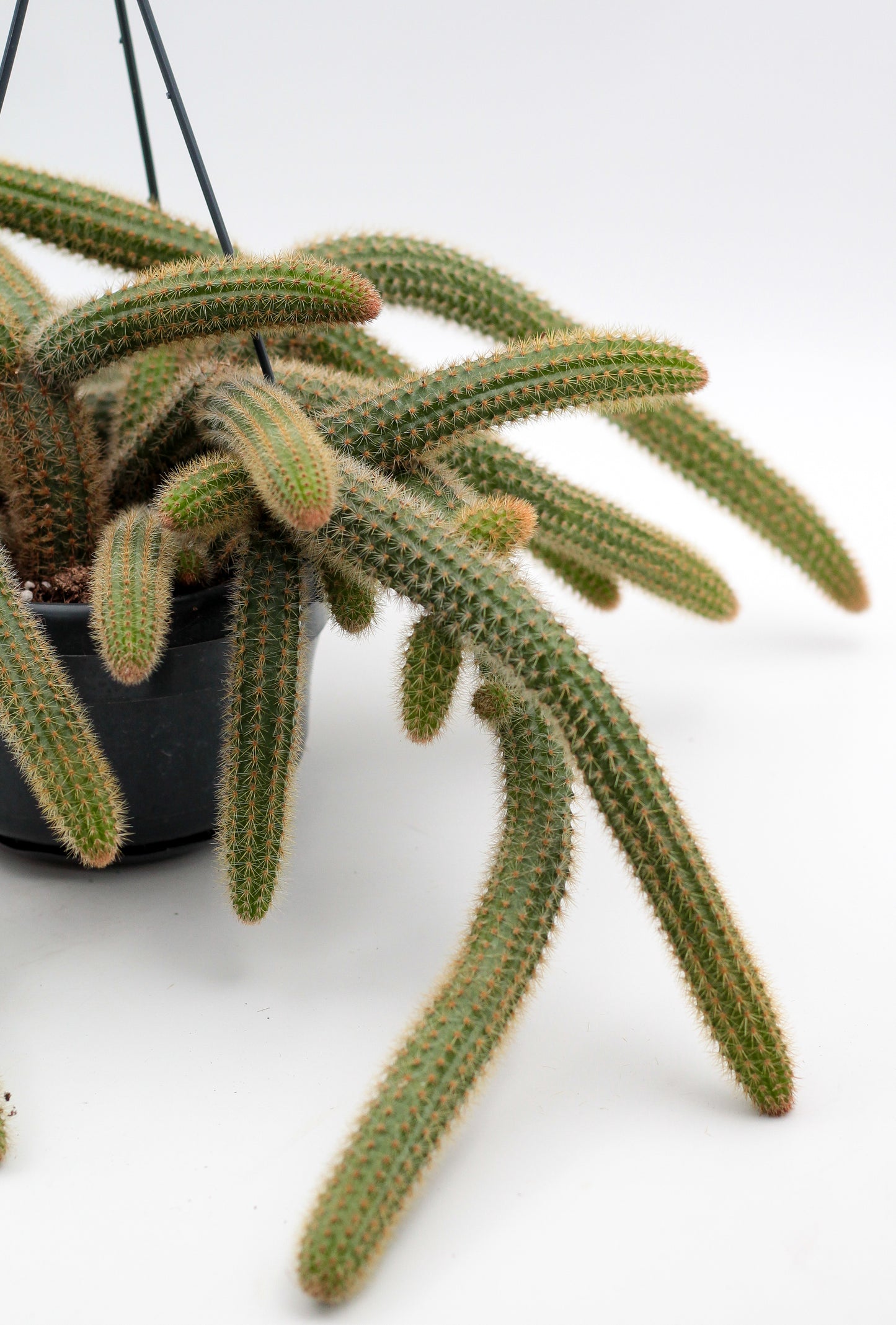 Cleistocactus cv. Helm Nueve