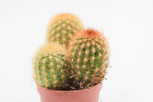 Cleistocactus icosagonus