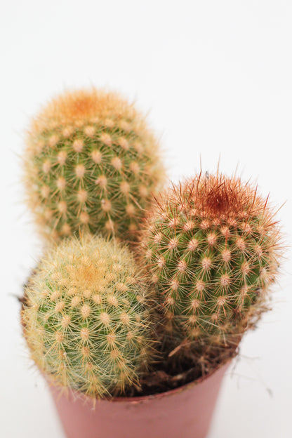 Cleistocactus icosagonus