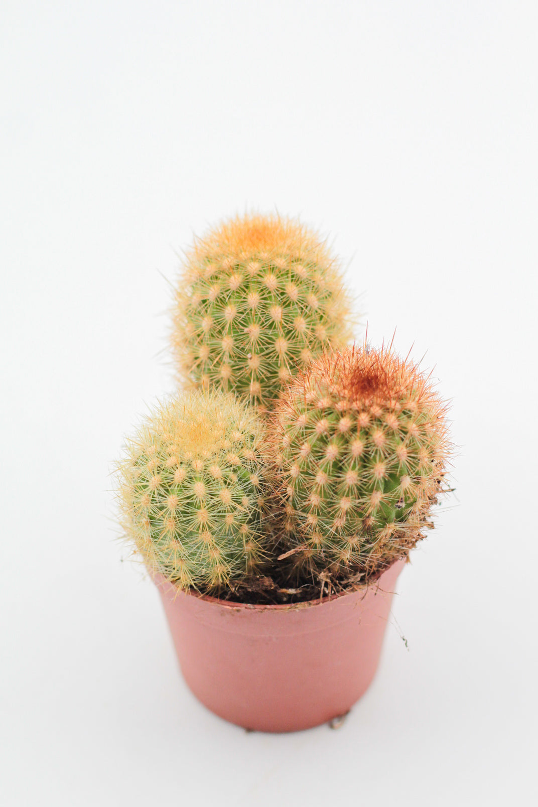 Cleistocactus icosagonus