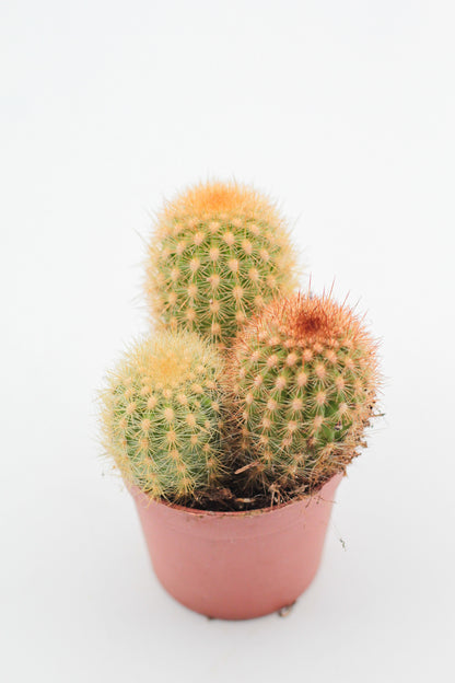 Cleistocactus icosagonus