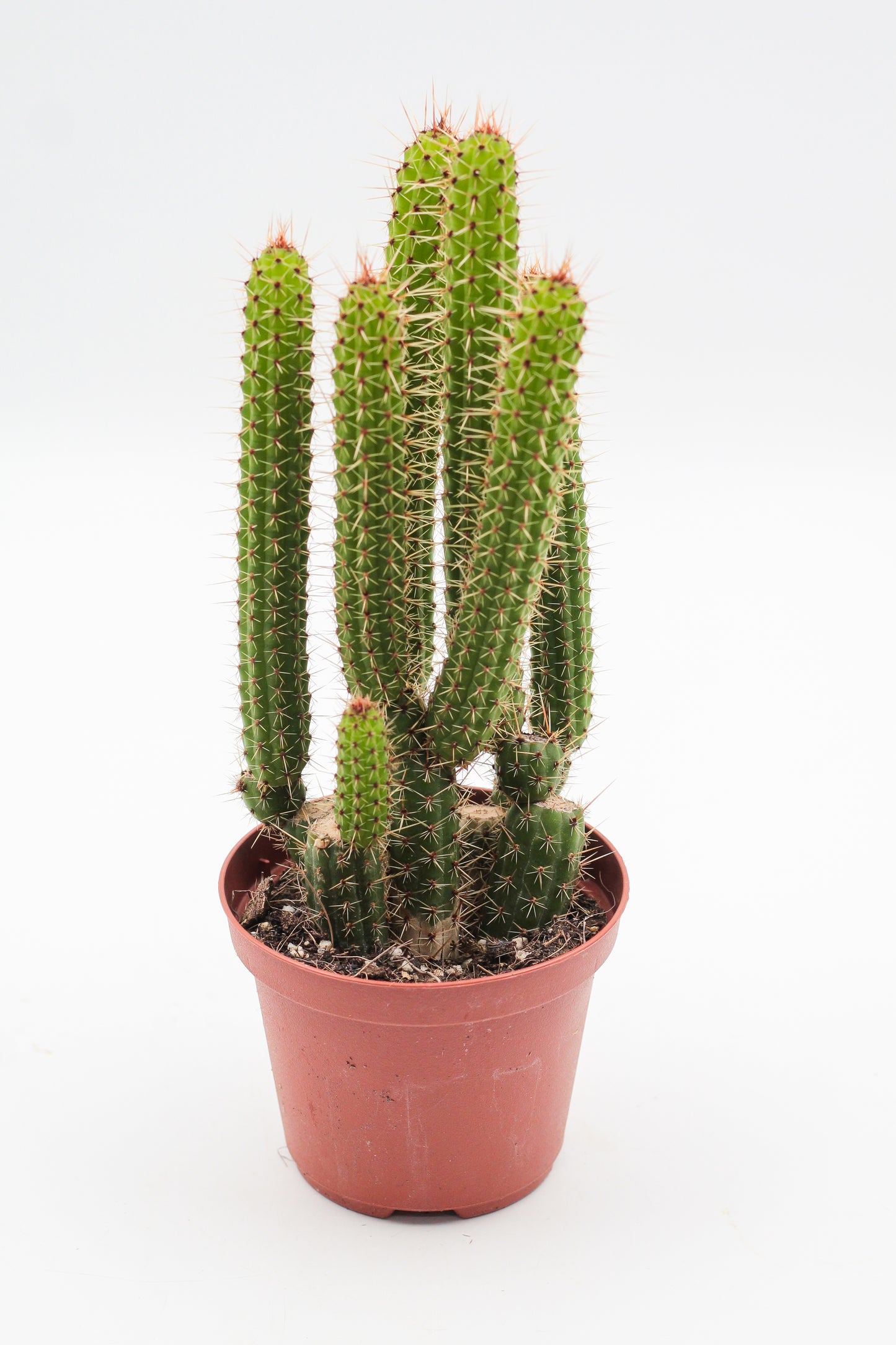 Cleistocactus samaipatanus
