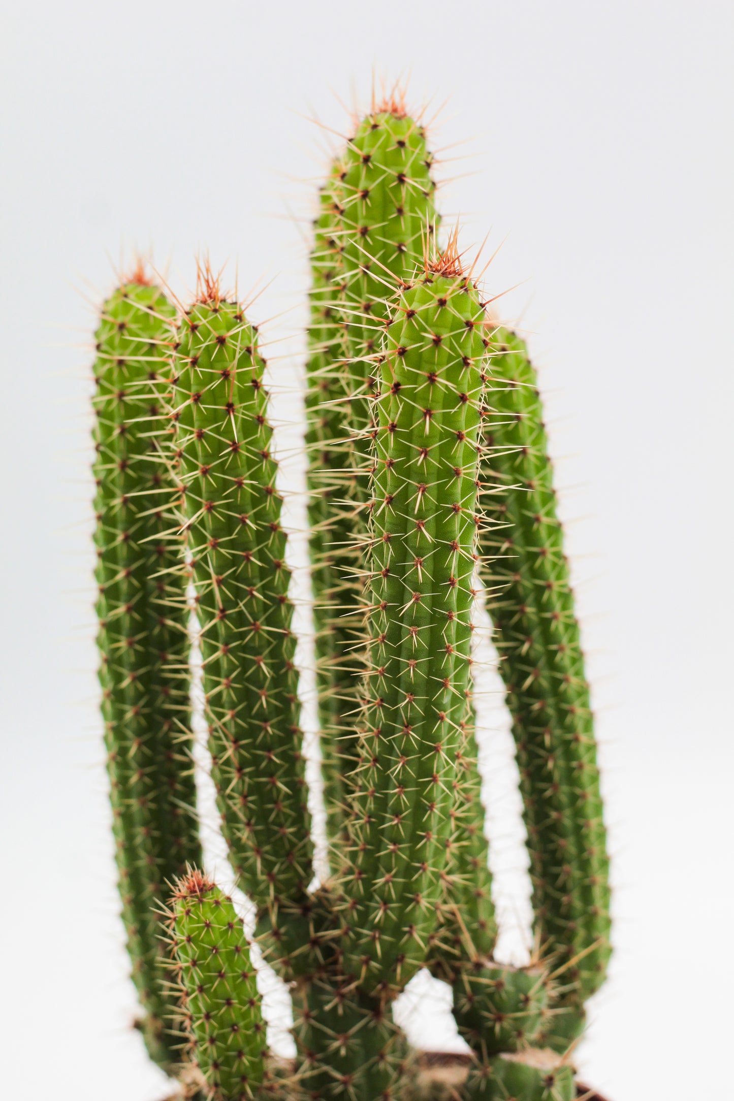 Cleistocactus samaipatanus