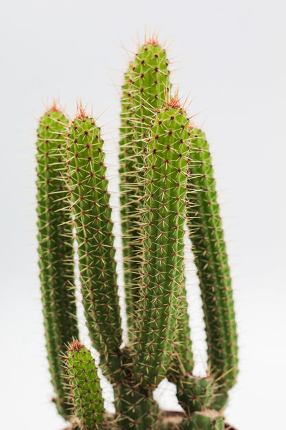 Cleistocactus samaipatanus