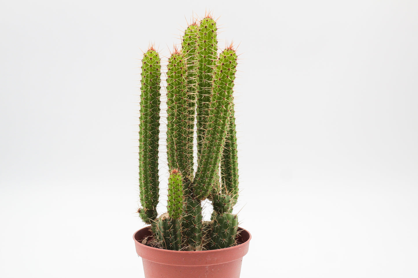 Cleistocactus samaipatanus