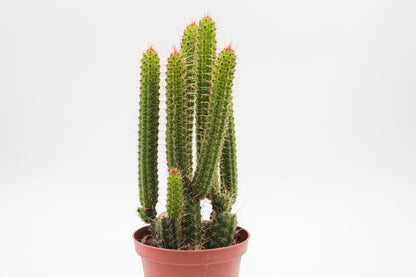 Cleistocactus samaipatanus