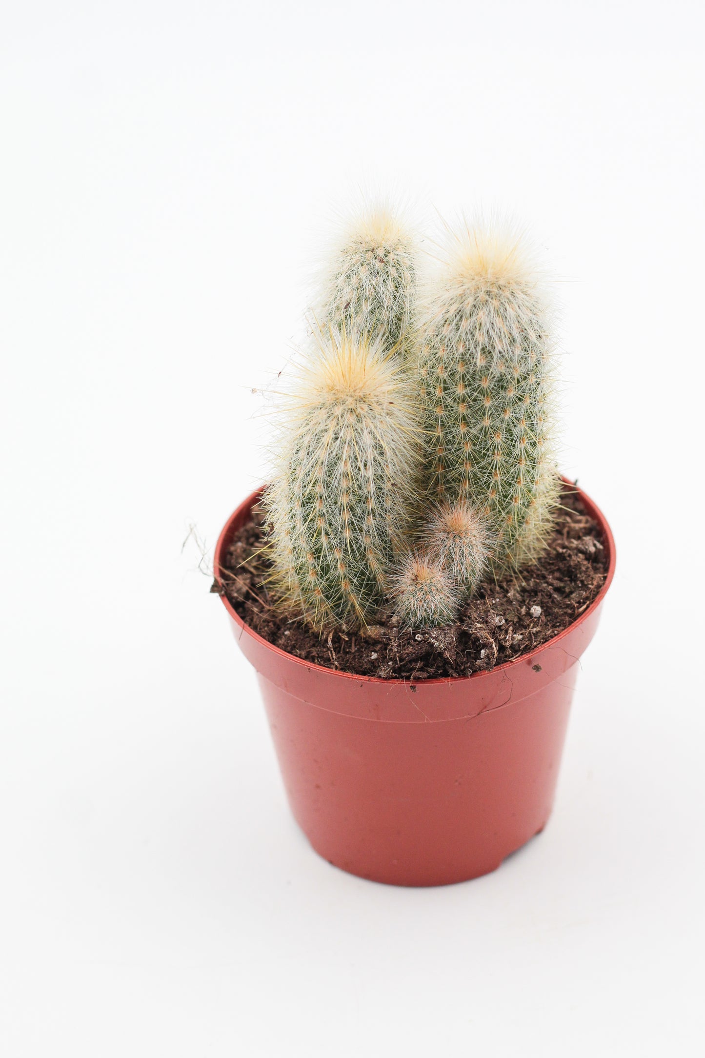 Cleistocactus Strausii