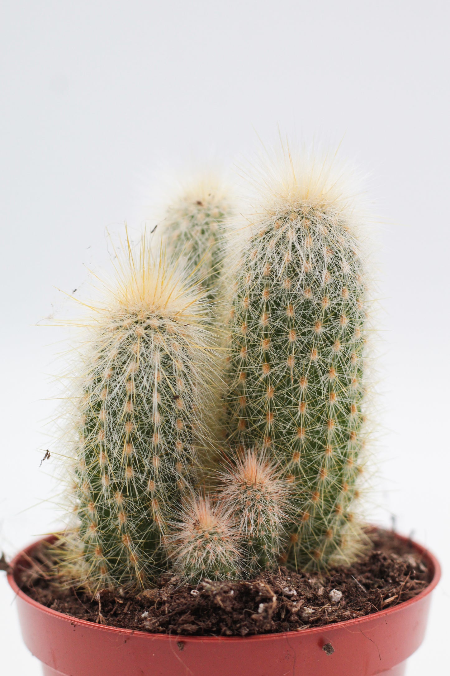Cleistocactus Strausii