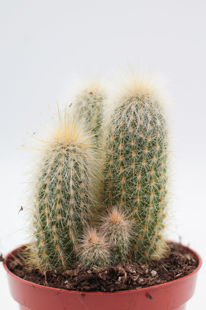 Cleistocactus Strausii
