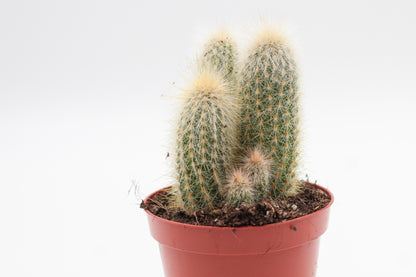 Cleistocactus Strausii