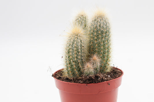 Cleistocactus Strausii