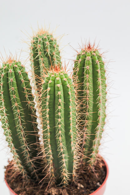 Cleistocactus tominensis