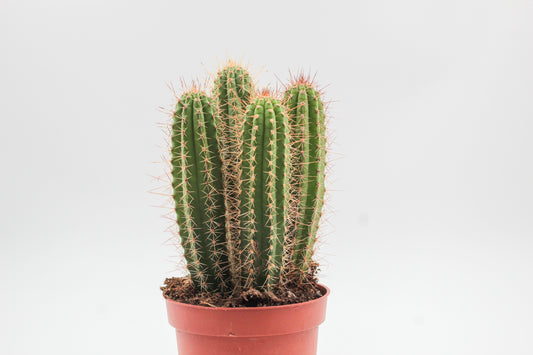 Cleistocactus tominensis
