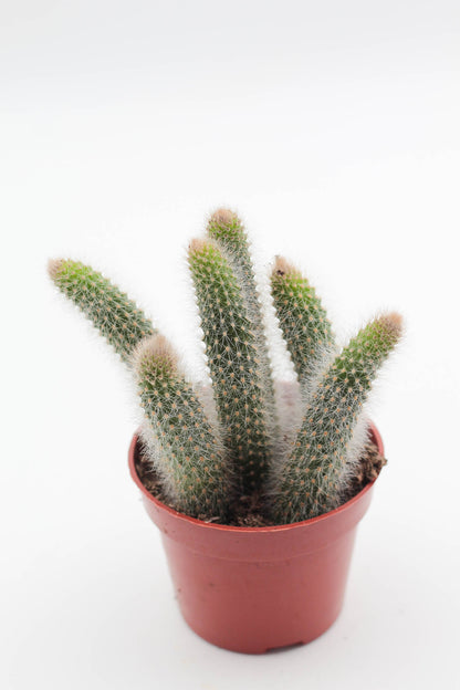 Cleistocactus winteri subs. colademononis "monkey tail cactus"