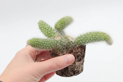 Cleistocactus winteri subs. colademononis "apenstaart cactus"