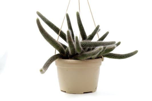 Cleistocactus winteri subs. colademononis "apenstaart cactus" groot