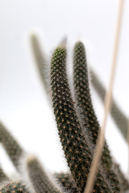Cleistocactus winteri subs. colademononis "monkey tail cactus"