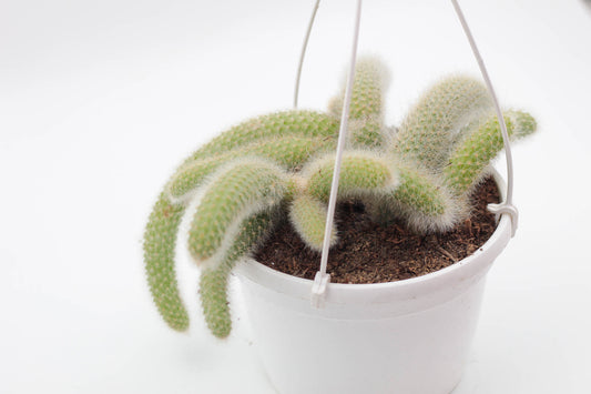 Cleistocactus winteri subs. colademononis "monkey tail cactus"