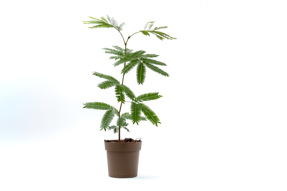 Cojoba arborea 'Zen sleeper'