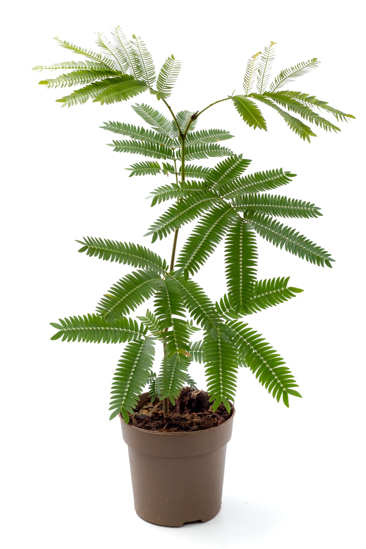 Cojoba arborea 'Zen sleeper'