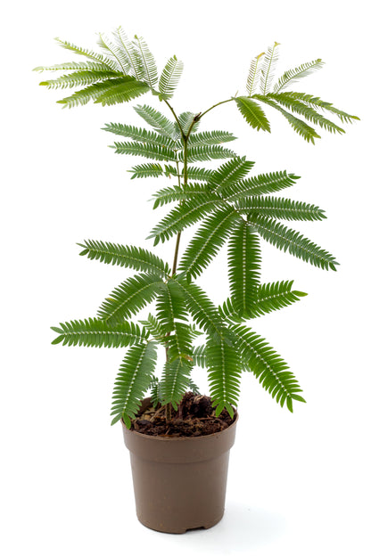 Cojoba arborea 'Zen sleeper'