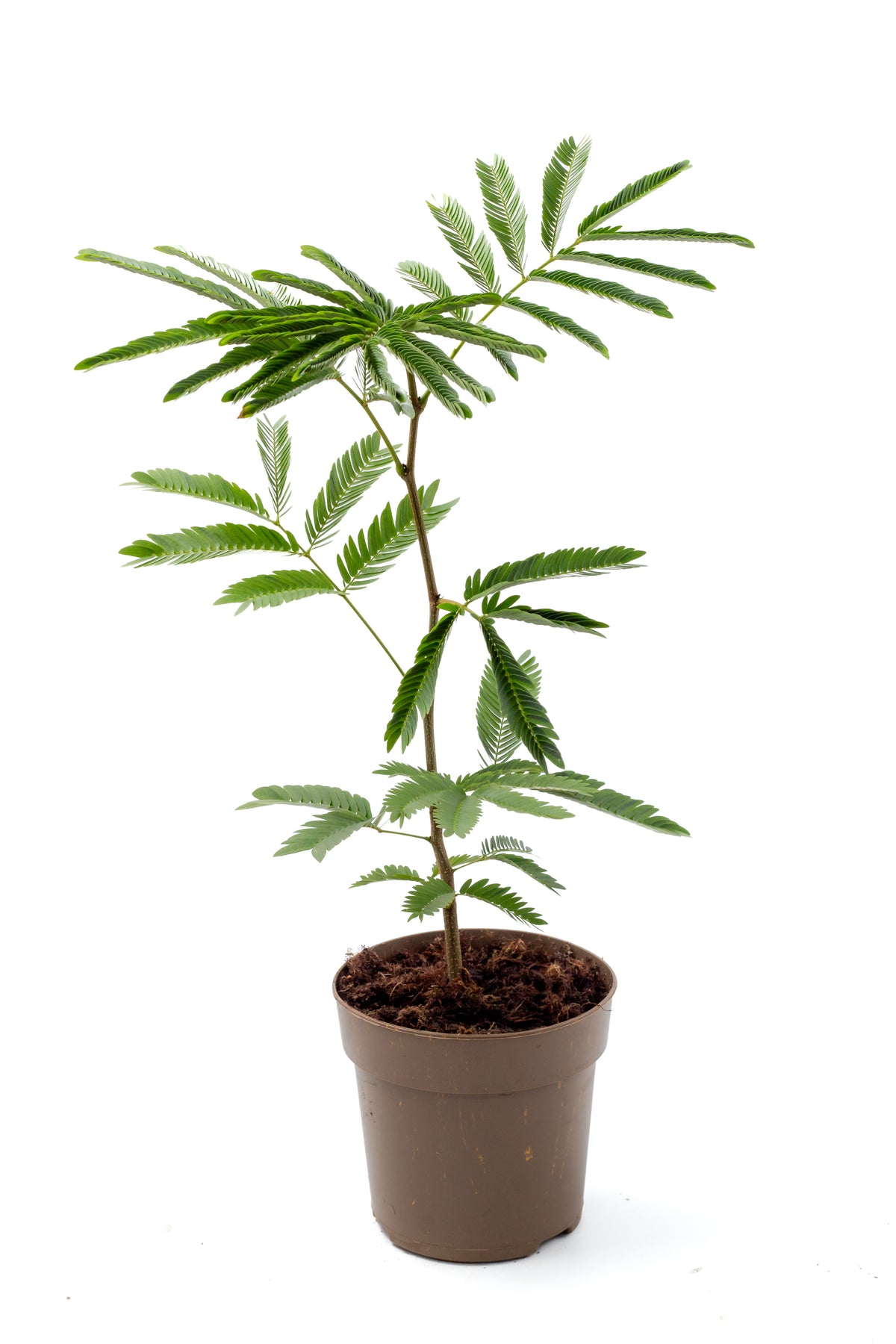 Cojoba arborea 'Zen sleeper'