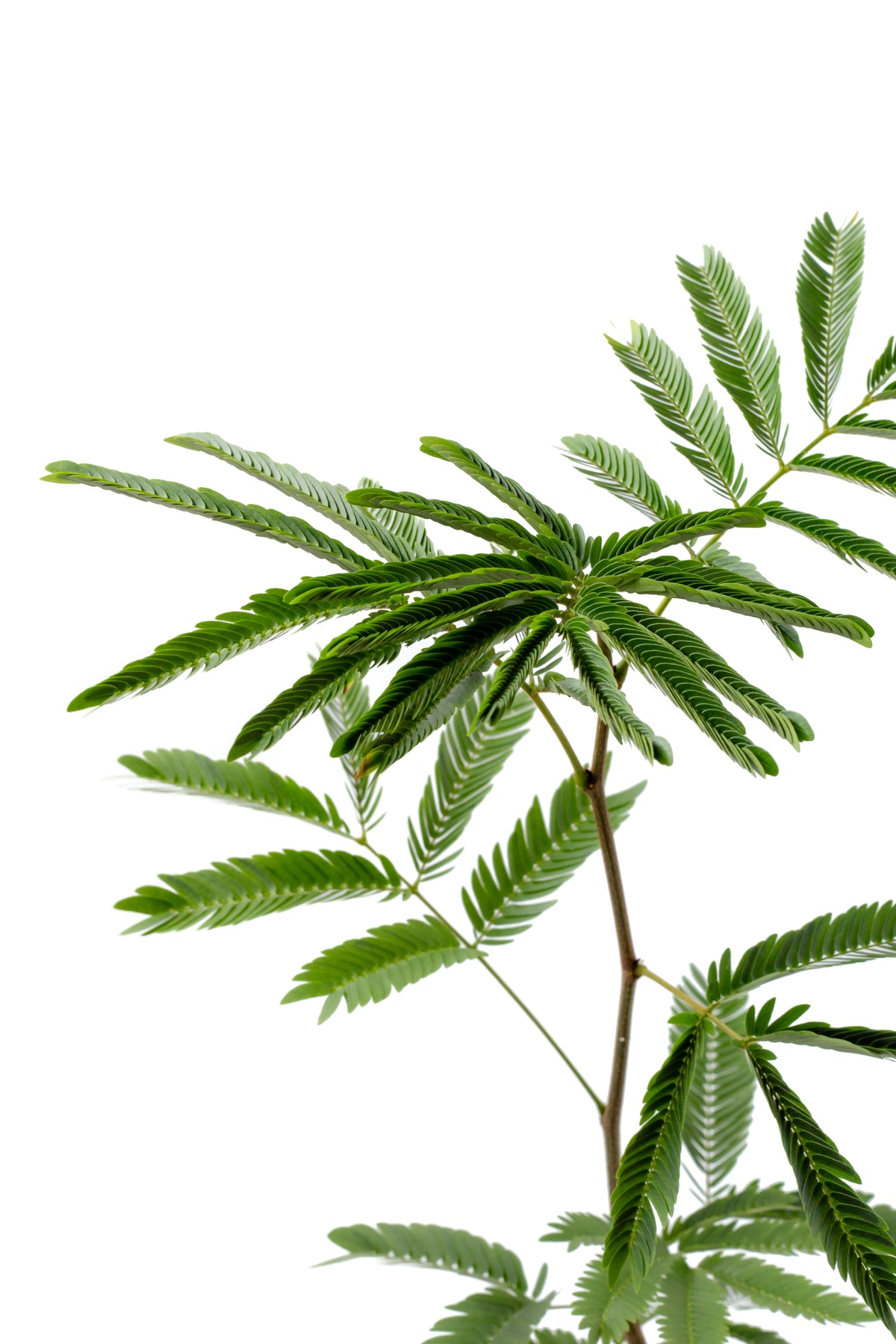 Cojoba arborea 'Zen sleeper'