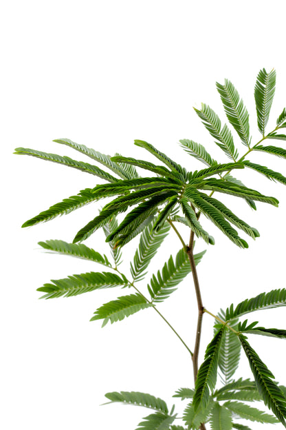 Cojoba arborea 'Zen sleeper'