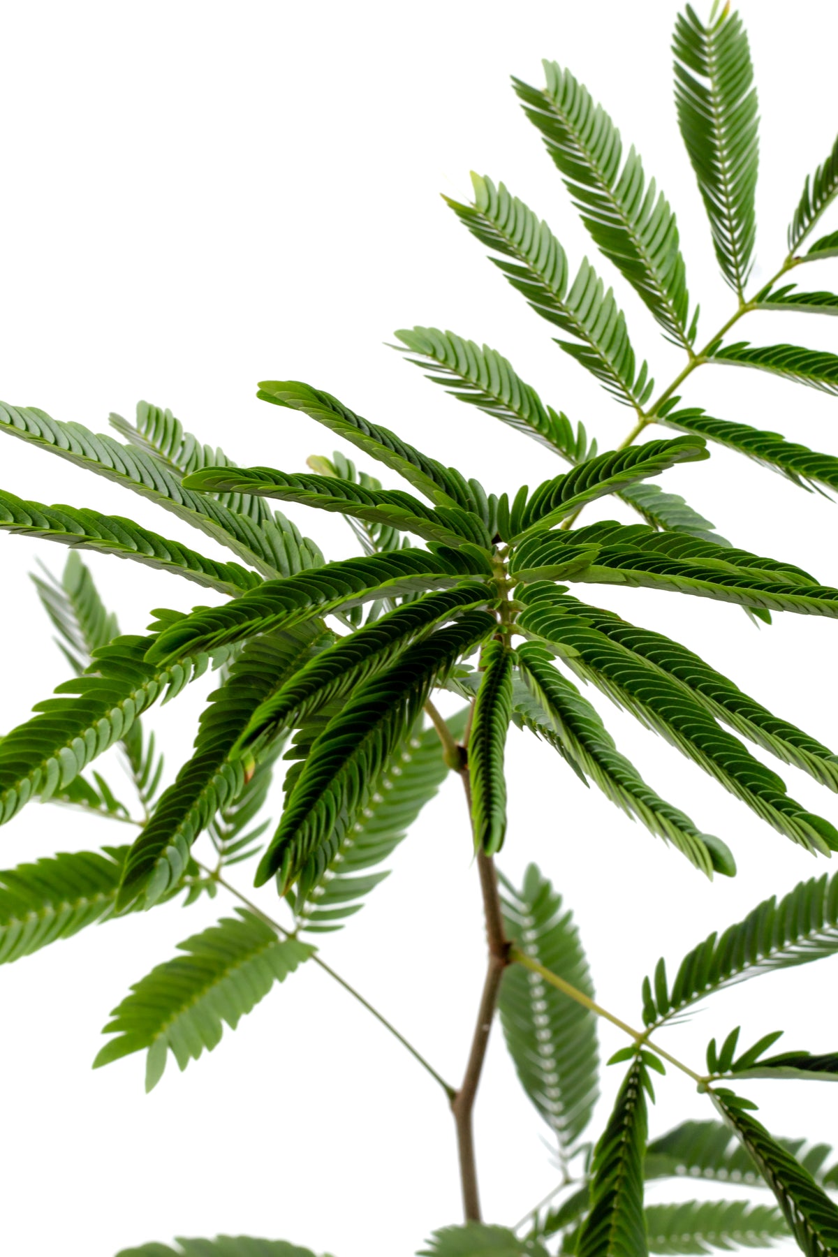 Cojoba arborea 'Zen sleeper'
