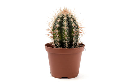 Coleocephalocereus goebelianus