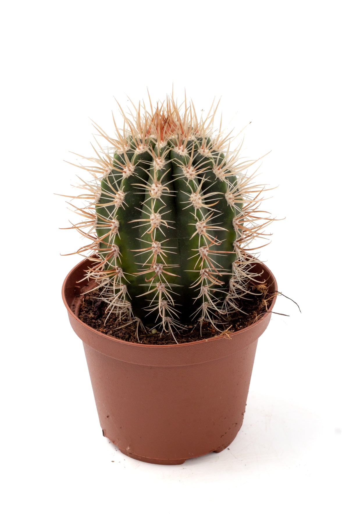 Coleocephalocereus goebelianus