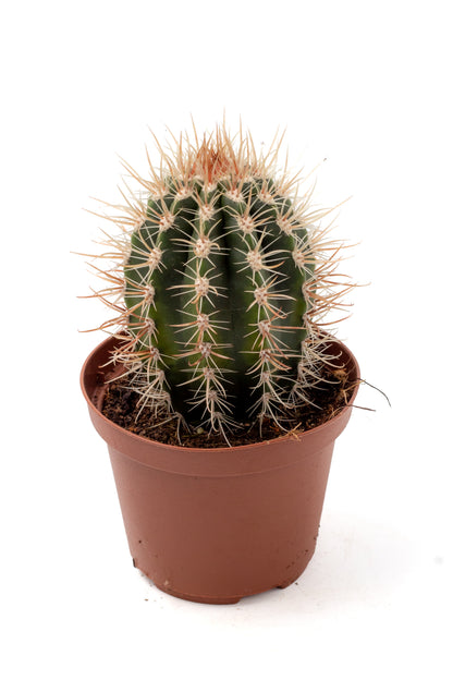 Coleocephalocereus goebelianus