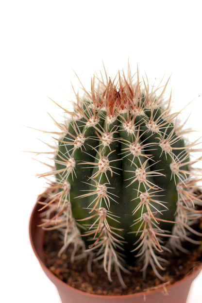Coleocephalocereus goebelianus