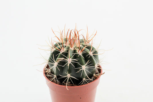 Coleocephalocereus goebelianus